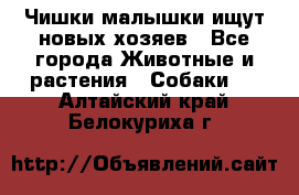   Чишки-малышки ищут новых хозяев - Все города Животные и растения » Собаки   . Алтайский край,Белокуриха г.